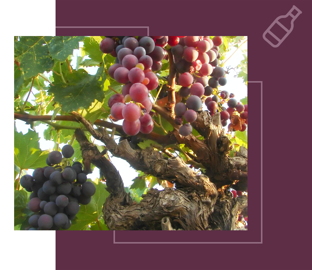 A bunch of grapes hanging from the branches of a tree.