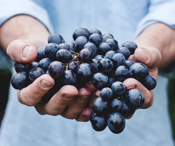 A person holding grapes in their hands